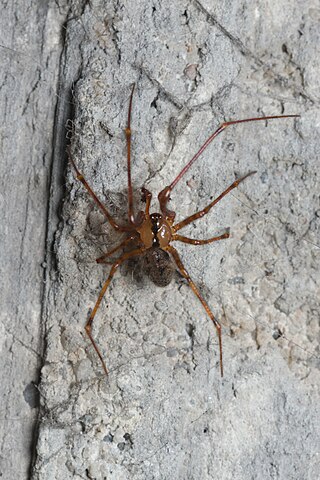 <i>Nesticus cellulanus</i> Species of spider