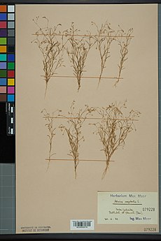 Neuchâtel Herbarium - Spergularia segetalis - NEU000033178.jpg