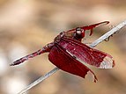 Neurothemis fulvia