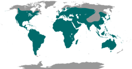 Мапа поширення дрімлюгоподібних