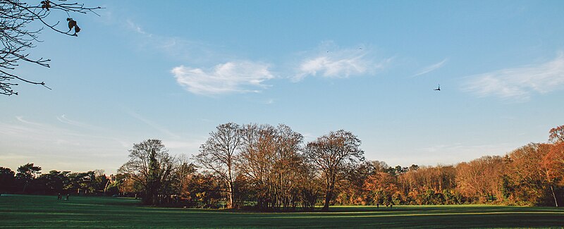 File:Nonsuch Park trees, Surrey, 6 December 2014.jpg