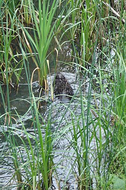 North American Beaver (Castor canadensis)