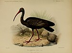 Miniatiūra antraštei: Didysis ibis