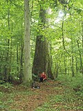 Vignette pour Forêt de feuillus d'Europe et d'Asie occidentale