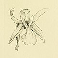 Coelogyne keithiana (as syn. Nabaluia clemensii) plate 87 in vol. VI: Oakes Ames (1874–1950) Orchidaceae: Illustrations and studies Boston (1920) (Detail)