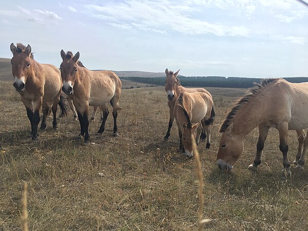 Przewalski's horse has been reintroduced, its status going from extinct in the wild to endangered.