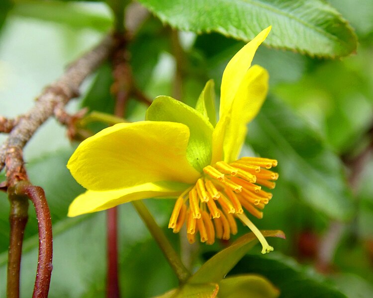 File:Ochna kirkii kz1.JPG