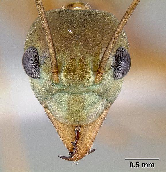 File:Oecophylla smaragdina casent0106113 head 1.jpg