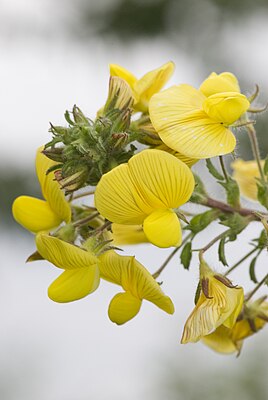 Yellow Restharrow (Ononis natrix)