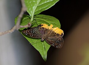 Open wing position of Mooreana trichoneura Felder & Felder, 1860 – Yellow Flat.jpg