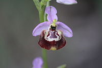 Ophrys candica Ophrys fuciflora subsp. candica