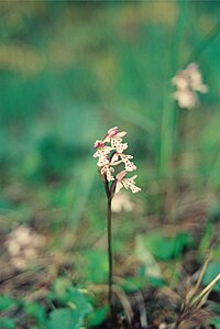 Orchis rotundifolia Banks. — Orchis à feuille ronde. — (Small Round-leaved Orchid), Mc Donald River bank[29]