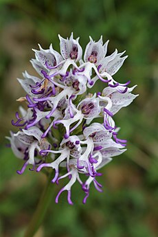 Category:Orchis simia - Wikimedia Commons