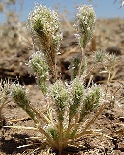 <i>Orcuttia viscida</i> species of plant