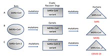 Origin and evolution of (A) SARS-CoV (B) MERS-CoV, and (C) SARS-CoV-2 in different hosts. All the viruses came from bats as coronavirus-related viruses before mutating and adapting to intermediate hosts and then to humans and causing the diseases SARS, MERS and COVID-19.(Adapted from Ashour et al. (2020) ) Orgin and evolution of SARS.jpg