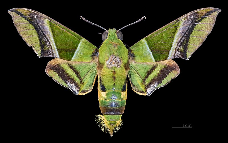 File:Oryba kadeni MHNT CUT 2010 0 126 Bolivia male dorsal.jpg