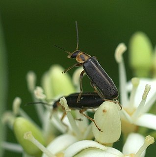 <i>Osphya</i> Genus of beetles