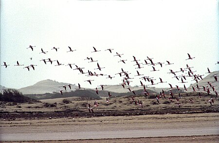 Souss river mouth. The flamingoes