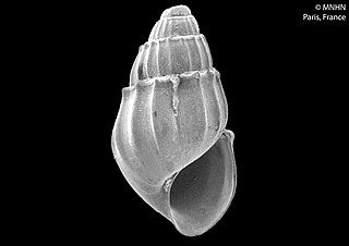 <i>Ovalina</i> Genus of gastropods