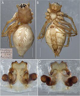 Oxyopes punctatus