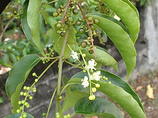 <i>Trichostigma octandrum</i> Species of flowering plant