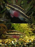 Gambar mini seharga Pelvicachromis pulcher