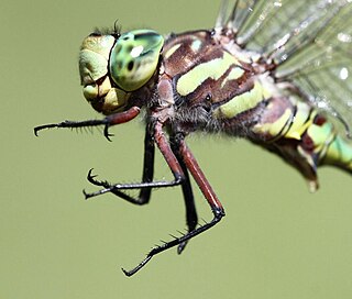 <i>Pinheyschna</i> Genus of dragonflies