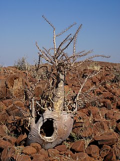 <i>Pachypodium lealii</i> Species of tree