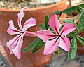 Pachypodium succulentum