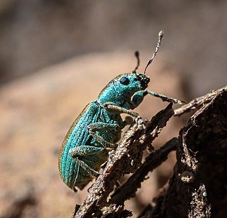 <i>Pachyrhinus elegans</i> Species of beetle