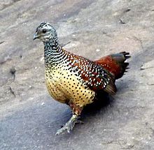 Painted Spurfowl (Galloperdix lunulata). Daroji Sloth bear sanctuary, India PaintedSpurfowlMF2crop.jpg