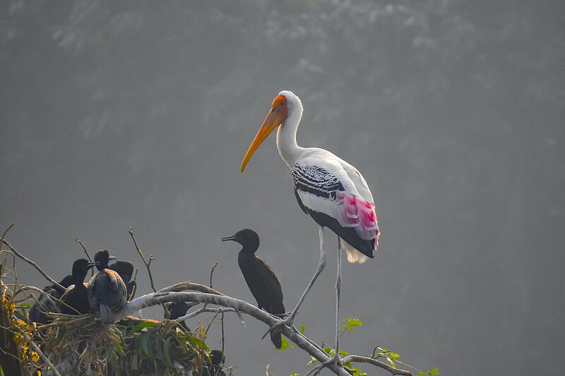 File:Painted Stork 27.jpg