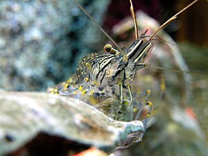 Small rock shrimp (Palaemon elegans)