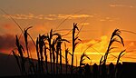 Pampas sunset IMG 5797 (14603252695).jpg