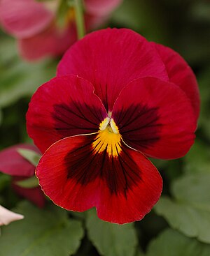 Pansy Viola x wittrockiana Red Cultivar Flower 2000px.jpg