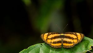 Pantoporia paraka GaroHills Meghalaya.jpg