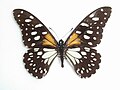 Papilio rex (Regal Swallowtail)