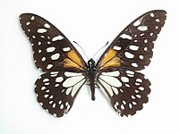Papilioreks Oberthur, 1886. JPG