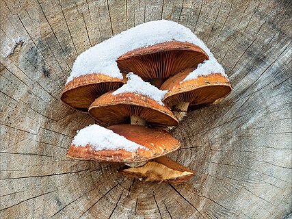 Snow-covered poplar scales (Hemipholiota populnea) growing from the trunk of a felled poplar tree