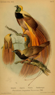 Thumbnail for Empress of Germany's bird of paradise