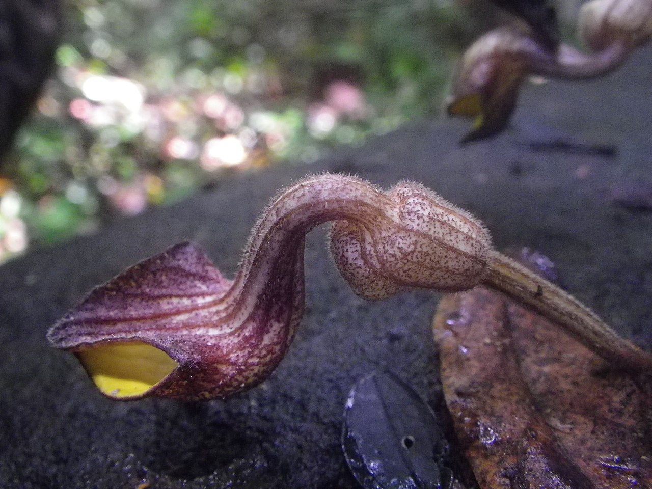 Tình yêu cây cỏ ĐV2 - Page 20 1280px-Pararistolochia_enricoi