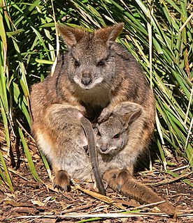 Parma wallaby Species of marsupial