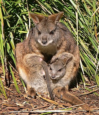 <span class="mw-page-title-main">Parma wallaby</span> Species of marsupial