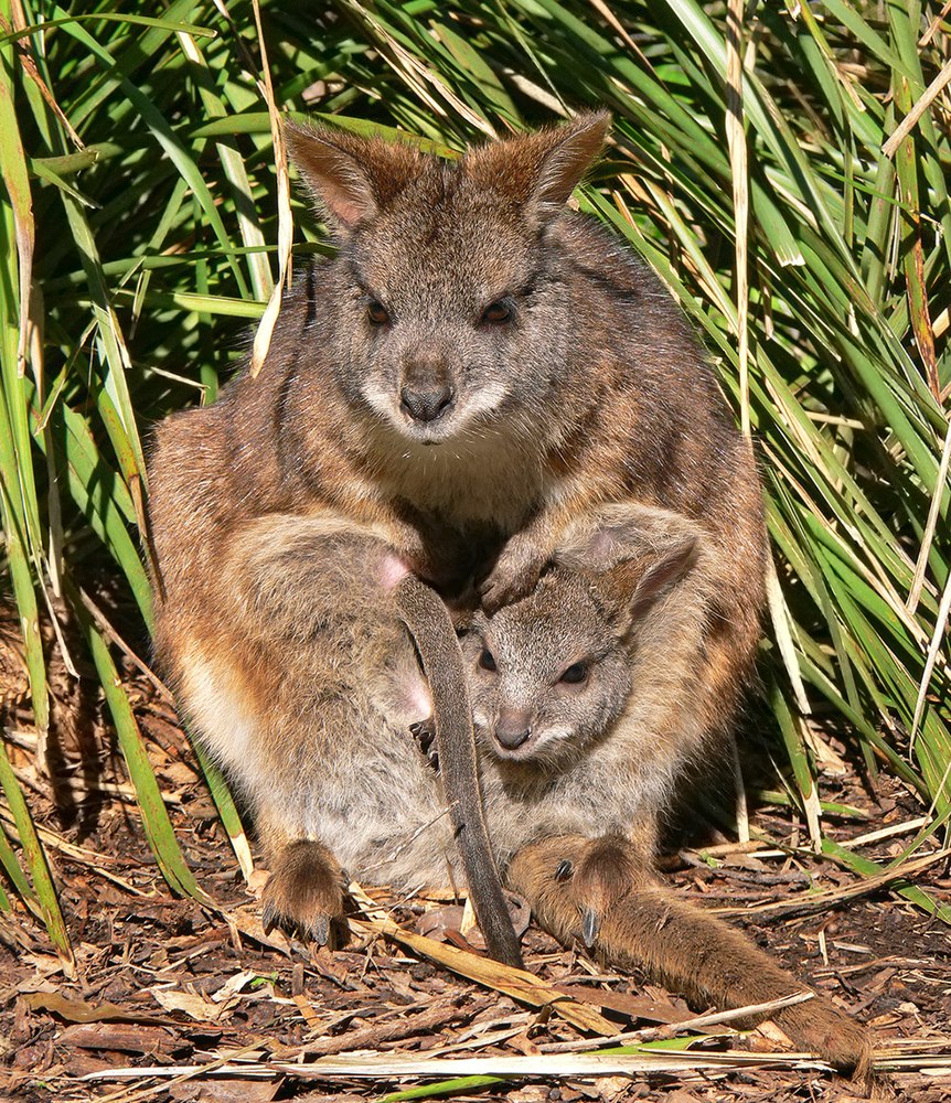 The average litter size of a Parma wallaby is 1