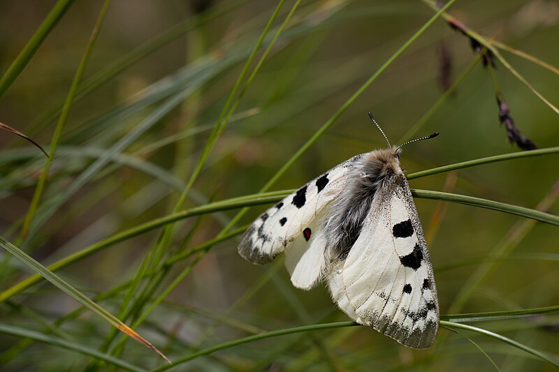 File:Parnassius, Frosnitztal.jpg