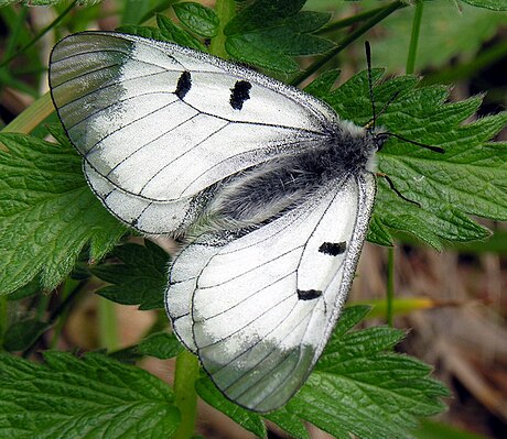 Juodasis apolonas