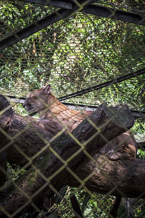 Zoológico de São Paulo - A onça-parda (Puma concolor) também é conhecida  como suçuarana, leão-baio, onça-vermelha, leãozinho-da-cara-suja, bodeira,  entre outros. É o segundo maior felino brasileiro e apresenta ampla  distribuição no Brasil