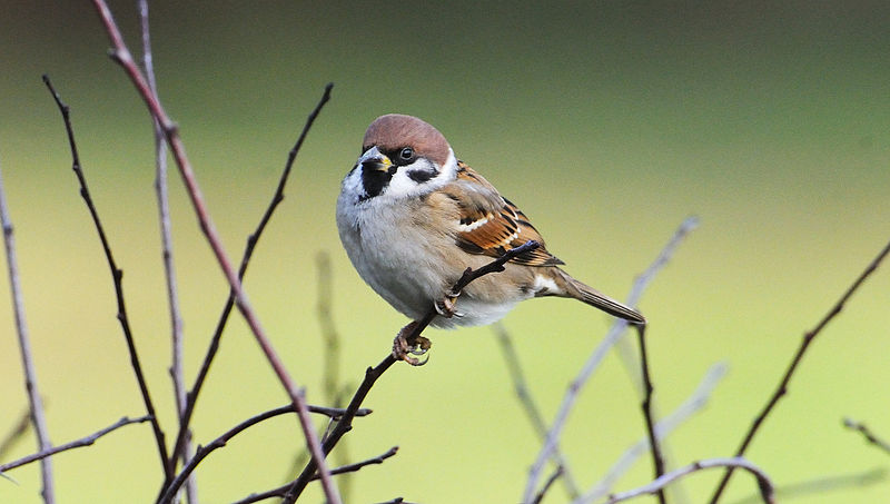 File:Passer montanus (2).jpg