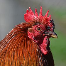 Coq Bantam de Pékin (Gallus gallus domesticus) - Paulx (Loire-Atlantique)