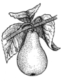 Pear (PSF).png